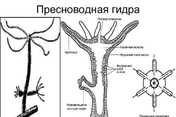 Пользователь не найден на кракене